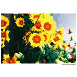 Harman Phoenix 200 - Film Négatif Couleur ISO 200 pour une Expérience Photographique Unique