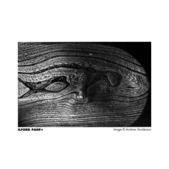 Ilford PAN F 35mm (36 Poses) - Panajou