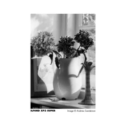 Ilford XP2 ISO 400 (120 MM) - Panajou