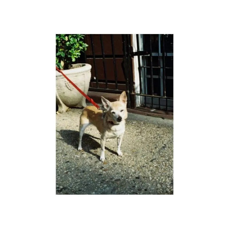 Lomography Color Tiger 110 200 ASA24 poses
