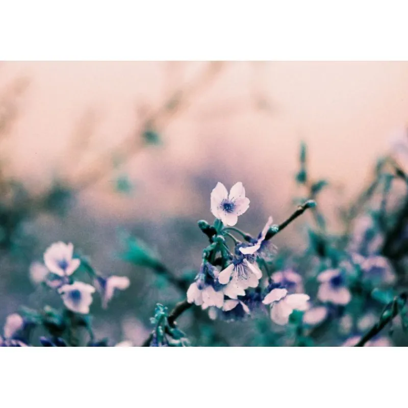 Lomography LomoChrome2021 Turquoise 35 mm ISO 100–400 36 poses