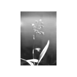 Lomography noir et blanc ISO 13/35MM Babylon KINO FILM 36 poses
