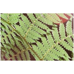 Washi X- ISO 100 135